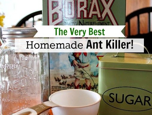 The Very Best Homemade Natural Ant Killer The Creek Line House