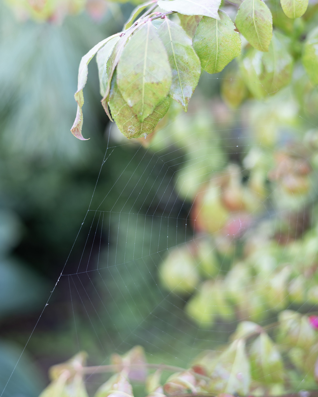 Spider web on a shrub