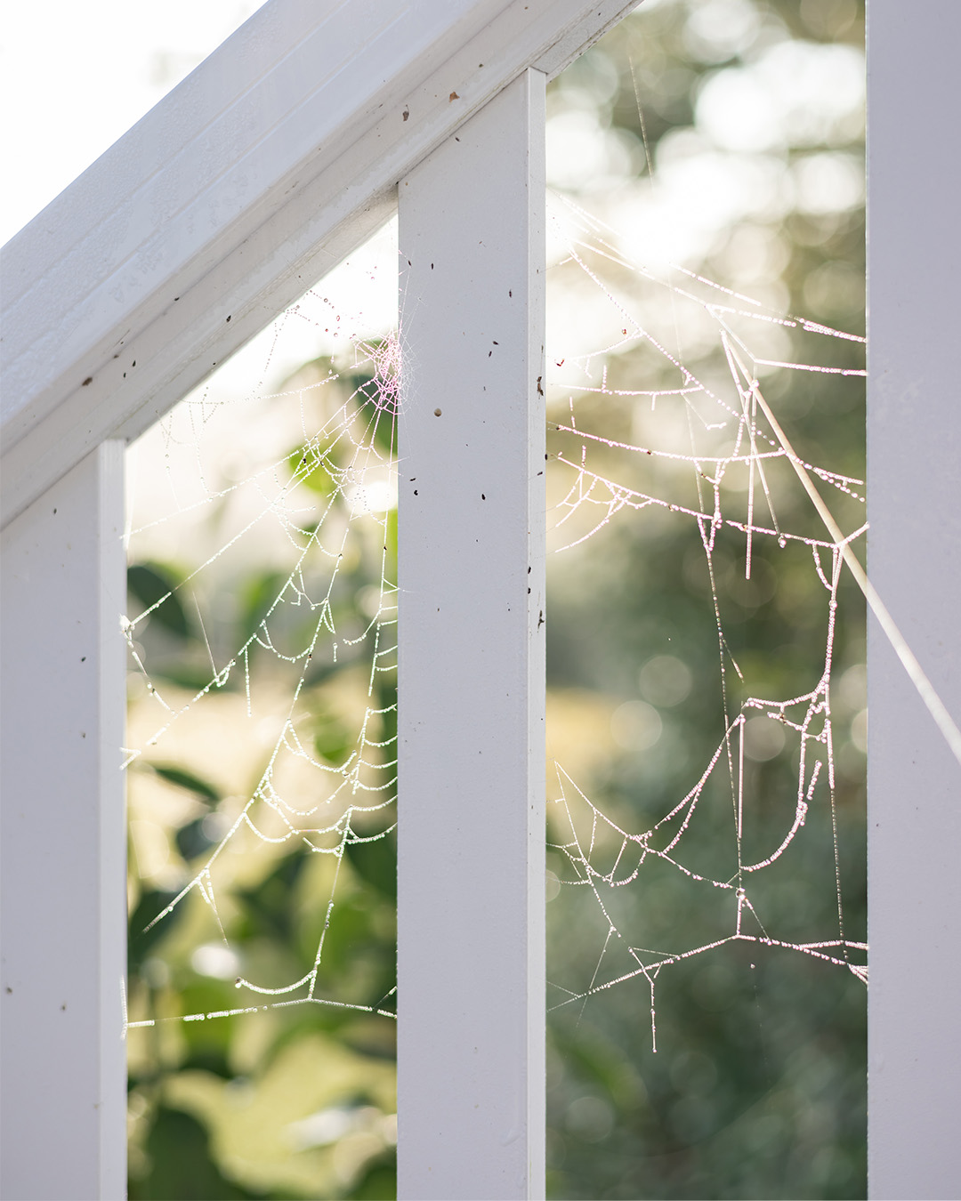 Spider webs and bugs on a porch railing.