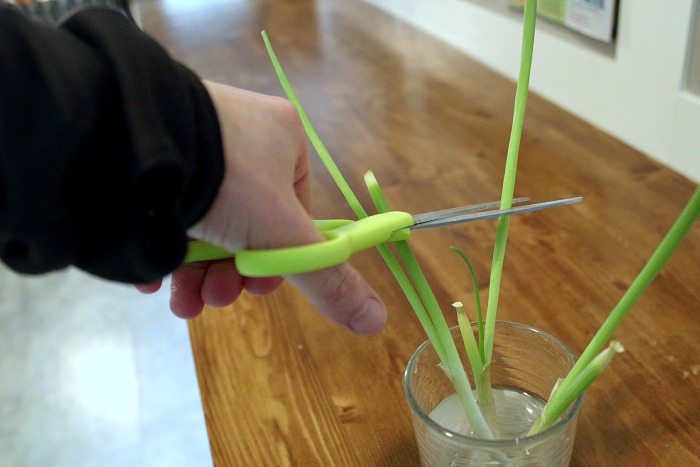 Always have fresh green onions on hand by learning how to regrow your green onions from the grocery store right in your kitchen!