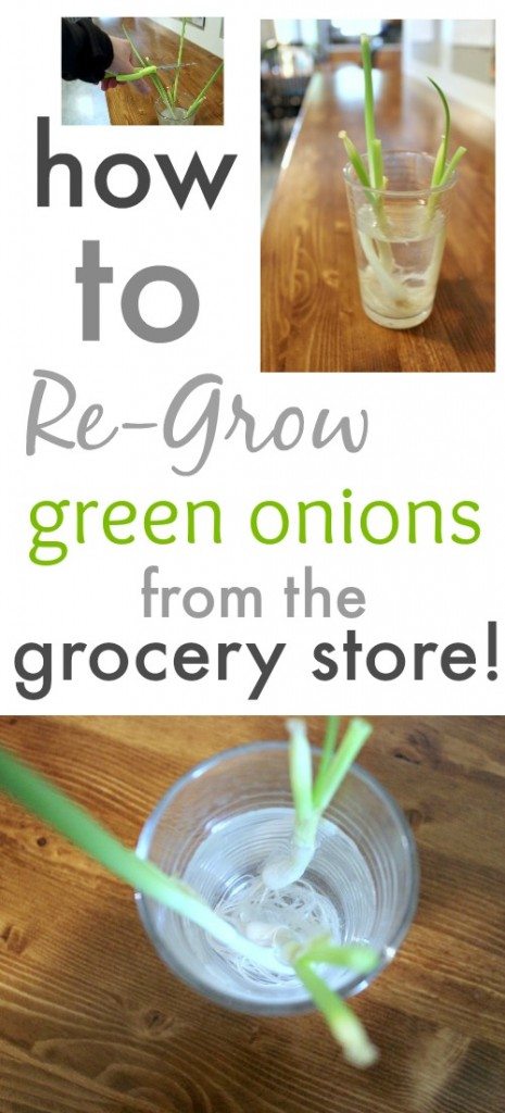 Always have fresh green onions on hand by learning how to regrow your green onions from the grocery store right in your kitchen!