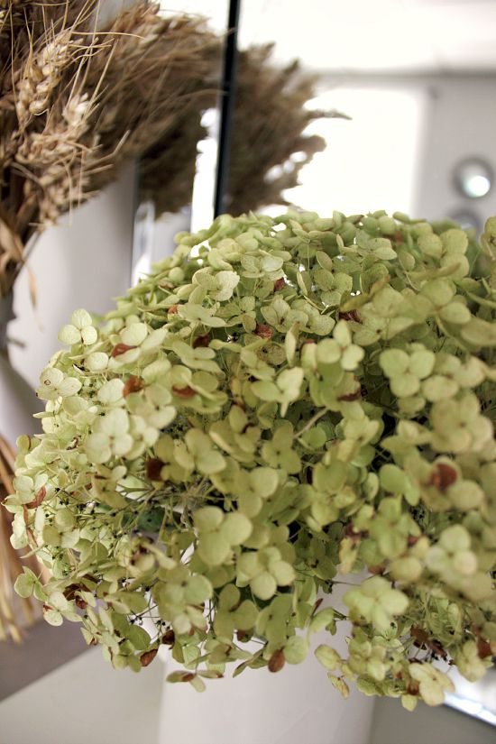 Get perfectly-dried hydrangea blooms every time with this easy step-by-step guide on how to dry hydrangeas. It's easier than you think.