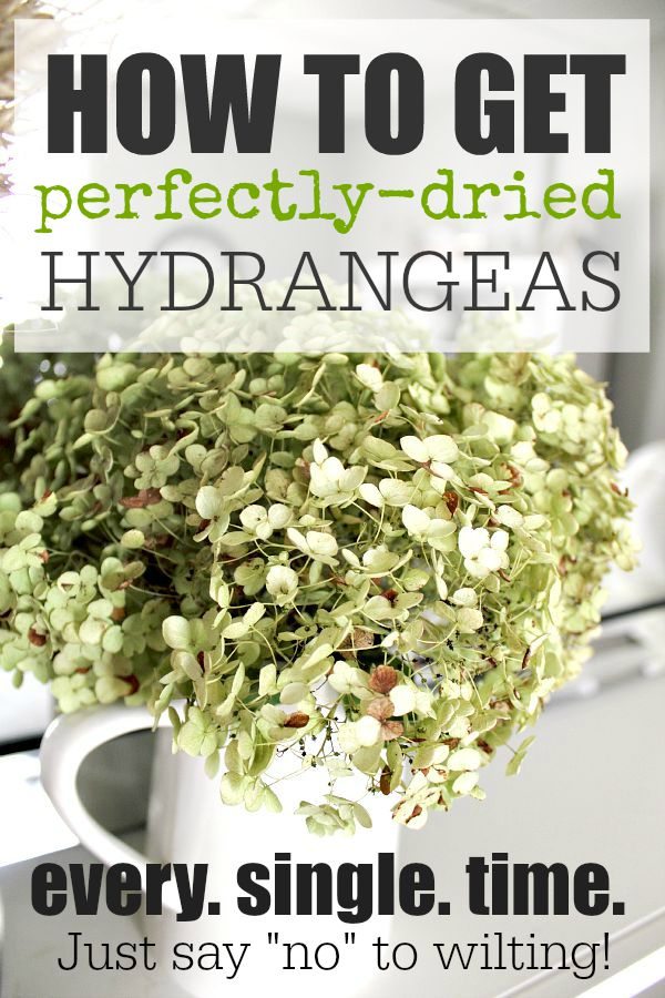 How to Dry Hydrangea Blooms? 