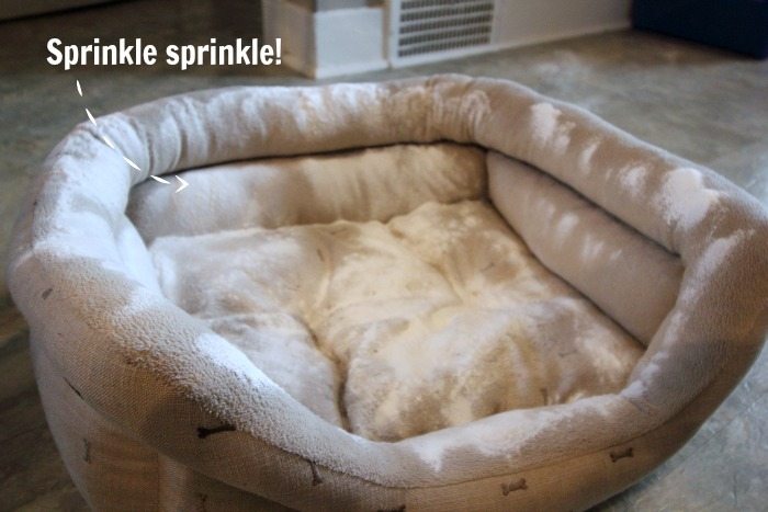 Here's a quick and easy way to deodorize and clean pet beds naturally. Keep your furry friends and the entire family happy with these simple steps. STEP 1 - Baking Soda
