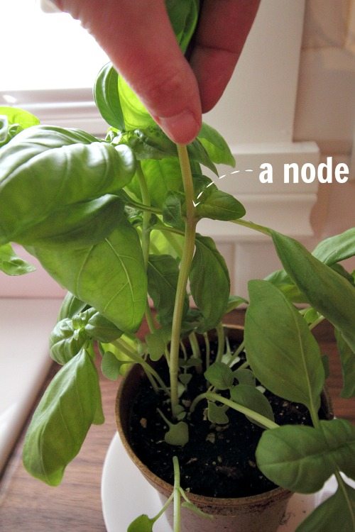 A node on a basil plant. Important to know for proper harvesting.