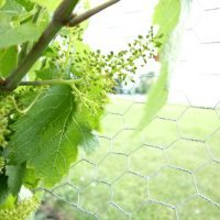 How to Successfully Grow Your First Grape Vines