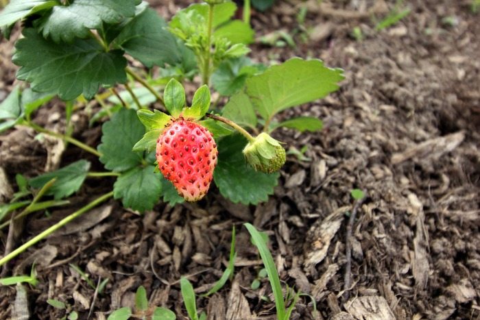 Strawberries - Almost ready to harvest.