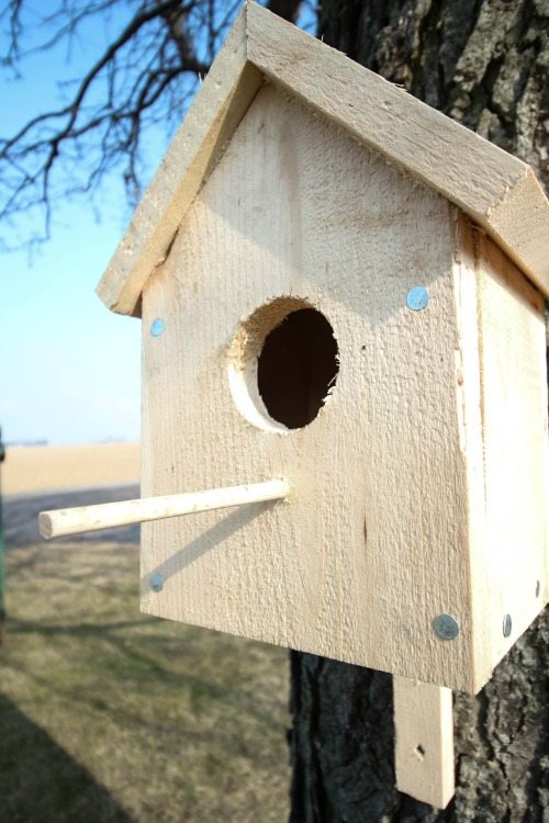 Diy Classic Backyard Birdhouse Free, Bird House Plans Free