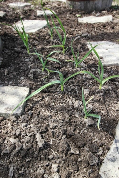 An update on how our garlic is looking that we planted late last fall!