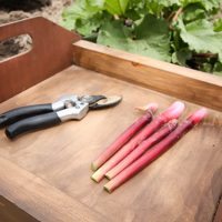 How to Know The Right Time to Harvest Rhubarb