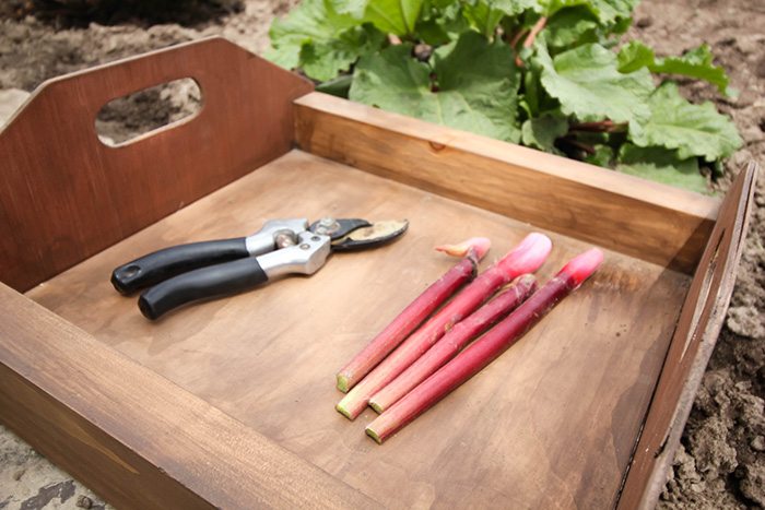 When to Harvest Rhubarb - Ready to Eat!