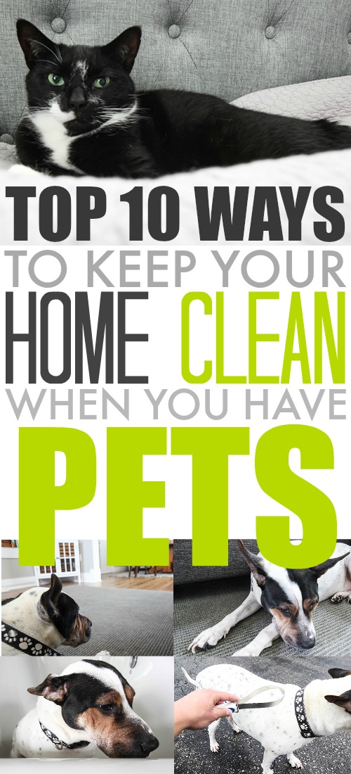 Pets make great companions but they sure leave quite the mess (and stink)!   Be a pet-loving home without looking and smelling like one with our top ten ways to keep your house clean when you have pets.