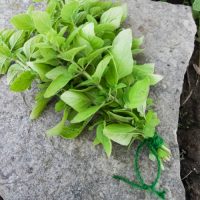 How to Harvest, Dry, and Store Oregano