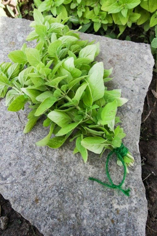 Growing your own oregano couldn't be easier and harvesting, drying and storing all that oregano is super easy too.  Here's how to harvest oregano.
