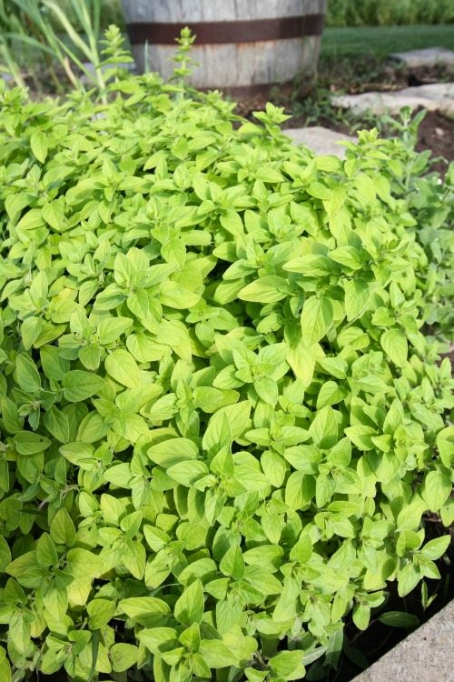 Growing your own oregano couldn't be easier and harvesting, drying and storing all that oregano is super easy too.  Here's how to harvest oregano.