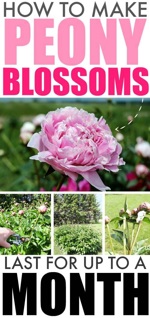 Extend your peony blossom season with this simple trick to make peonies last longer.  You'll be able to enjoy your peonies blossoms for up to a month.