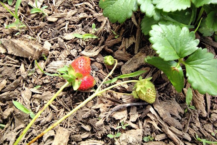 How to Protect Your Strawberry Plants