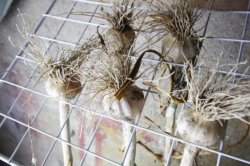 The next and final steps in our journey to grow our own garlic.  Join us and learn how to harvest garlic and store it for use in your favorite recipes!