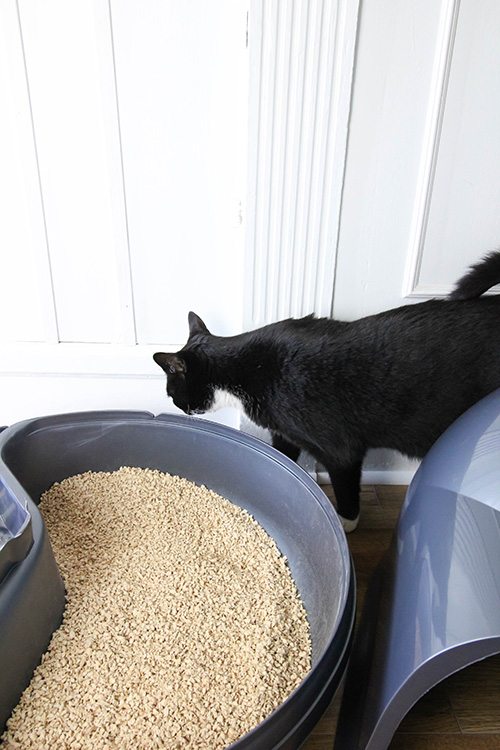 Tips for creating a better cat litter routine that keeps smells and messes at bay and doesn't drive you crazy!