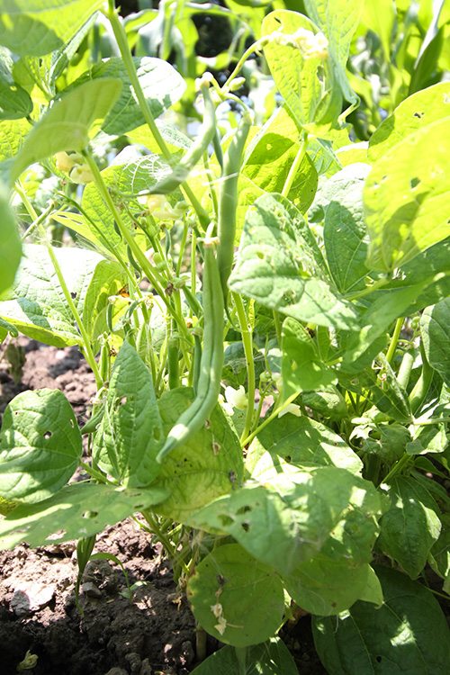 Great growing conditions make for a bountiful harvest but they also help the weeds grow. Here's how to get yourself out of an overgrown garden situation.