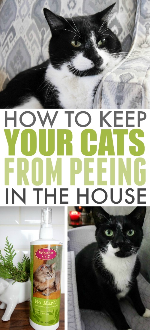 If you have indoor cats, then you'll definitely want to know how to keep cats from peeing in the house. This is a problem that can come up suddenly, even with cats you've had for years.