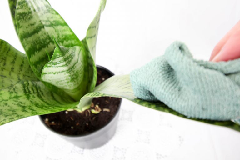 The Mayonnaise House Plant Trick The Creek Line House