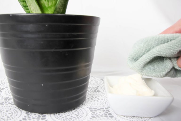 The Mayonnaise House Plant Trick The Creek Line House