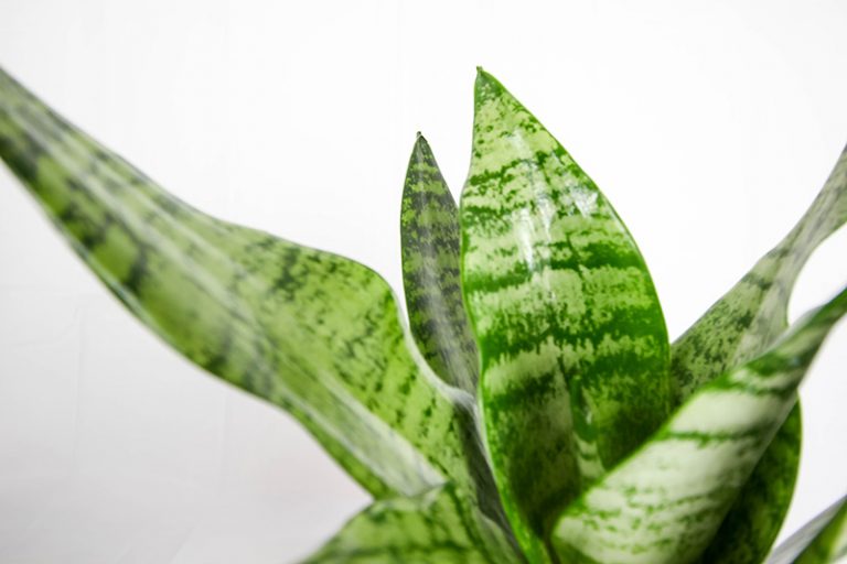 The Mayonnaise House Plant Trick The Creek Line House