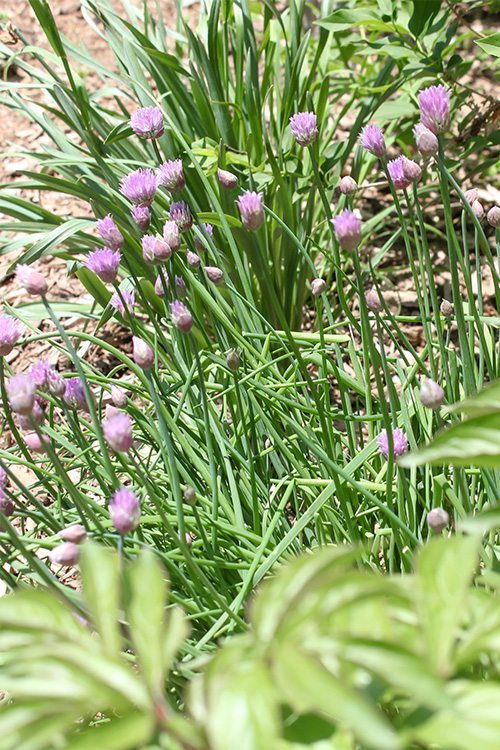 I've learned a few key things over the last few years about helping chives to do really well in my garden so in today's post we'll be talking about how to grow chives!
