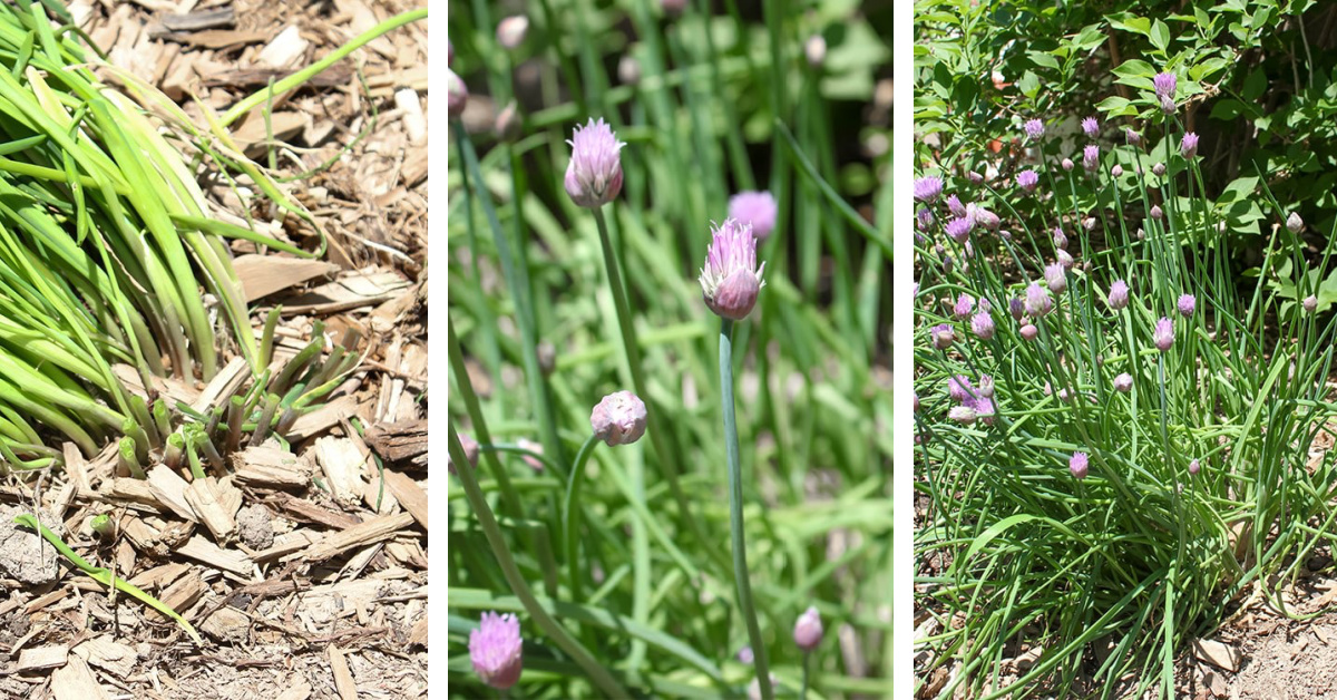 Growing chives in your garden.