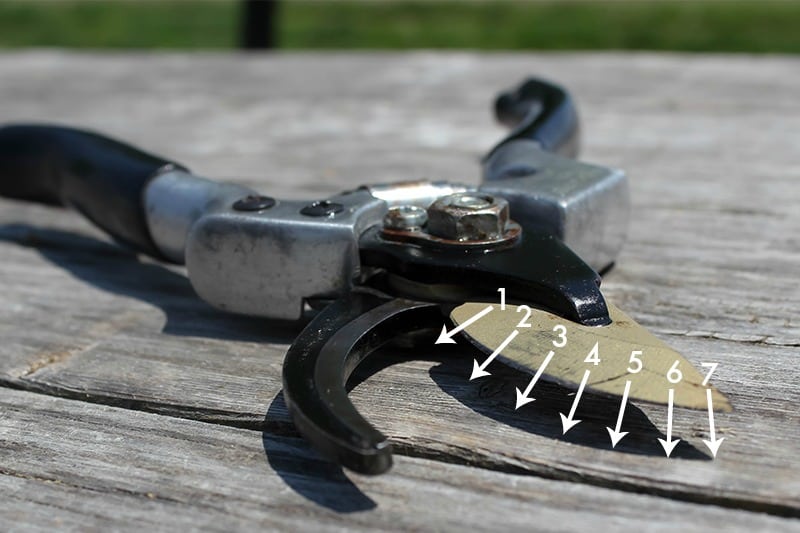 If your pruning shears have gotten dull, or if you just want to keep them working as effectively as possible, follow these steps to learn how to sharpen pruning shears!