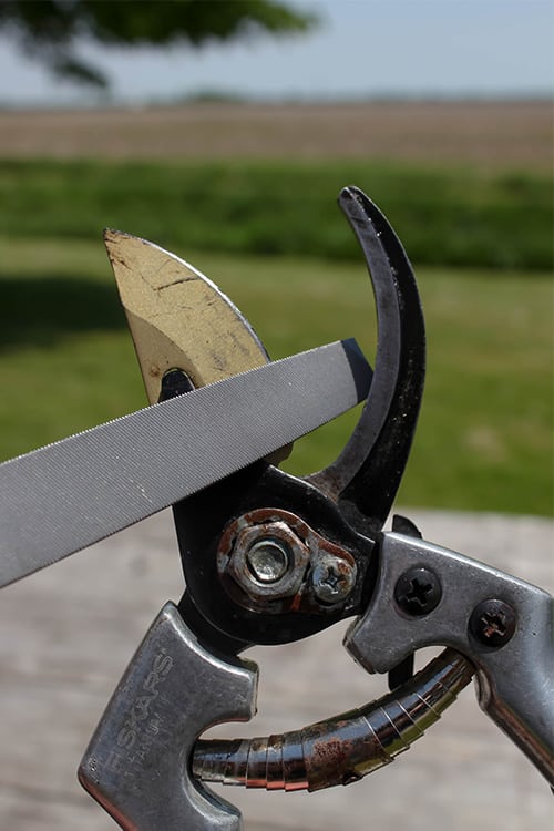 Steps for sharpening hedge clippers and garden shears.