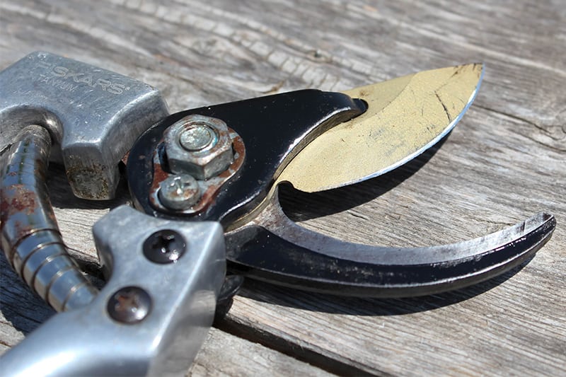 Worn out pruning shears, freshly sharpened.