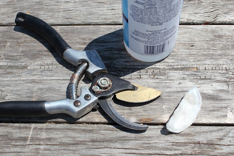 The pruning shears that you use in the garden can get dirty really quickly from all kinds of horticultural gunk building up on them. Read on to find out how to clean pruning shears so you can keep yours in tip-top shape!