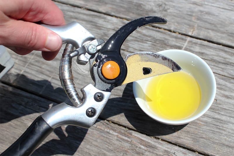 The pruning shears that you use in the garden can get dirty really quickly from all kinds of horticultural gunk building up on them. Read on to find out how to clean pruning shears so you can keep yours in tip-top shape!