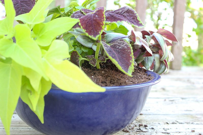 You can use just about container or vessel you can think of to make a beautiful and unique planter, and bowls filled with beautiful blooms are always some of my favourites. Read on to find out how to use a bowl as a planter!