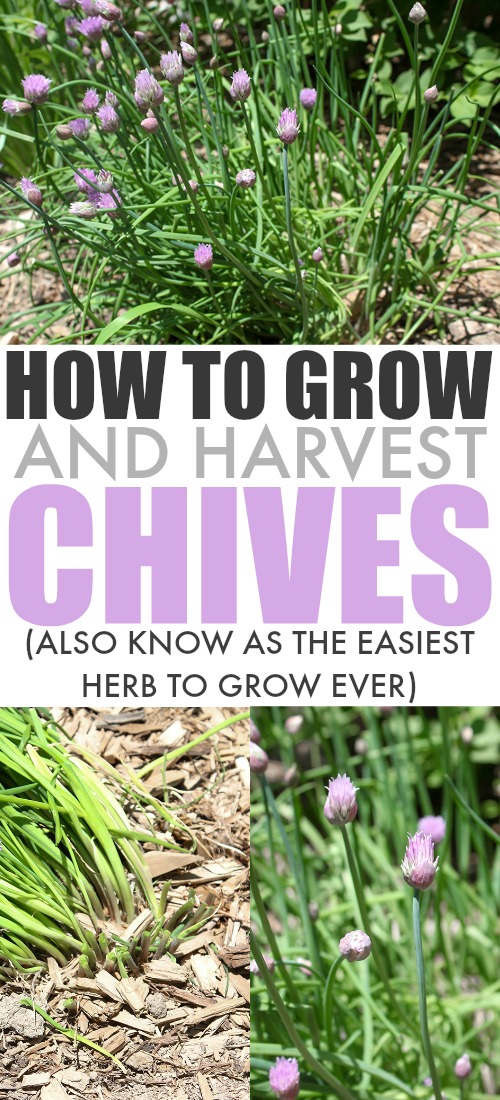 I've learned a few key things over the last few years about helping chives to do really well in my garden so in today's post we'll be talking about how to grow chives!