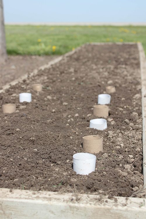 This clever trick for using a toilet paper roll in the garden will be so helpful during planting season this year! If you ever find yourself wondering which plants sprouting up are weeds, and which are the seeds that you planted, this will be a big help!