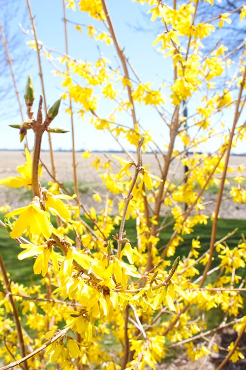 Follow these easy steps to propagate forsythia bushes so your yard can be a beautiful sea of yellow flowers at the beginning of every spring!