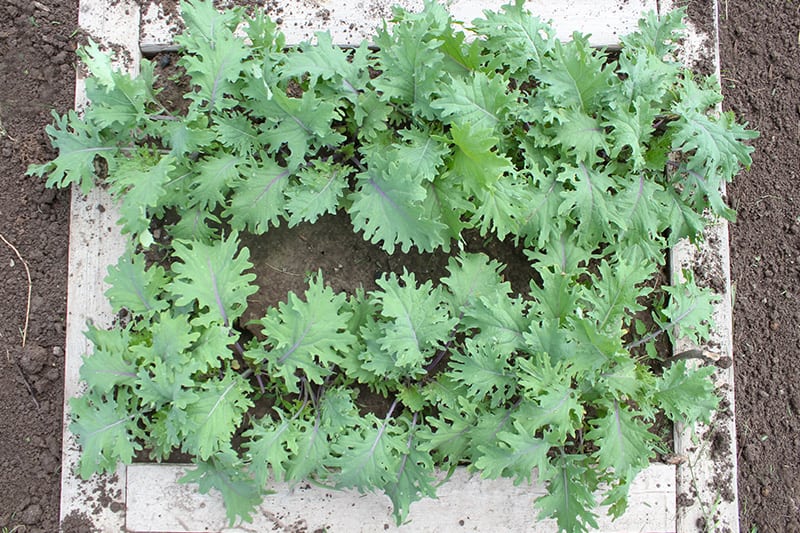 It's easy to grow this leafy green superfood right in your own backyard garden or even in containers! Here's everything you need to know about how to grow kale!