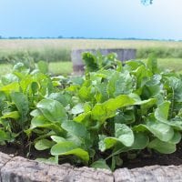 How to Grow Salad Greens
