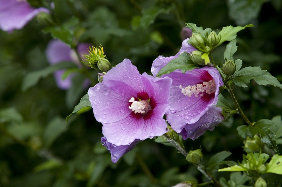 How to propagate Rose of Sharon