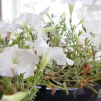 How to Fix Leggy Petunias and Make Them Look Fuller