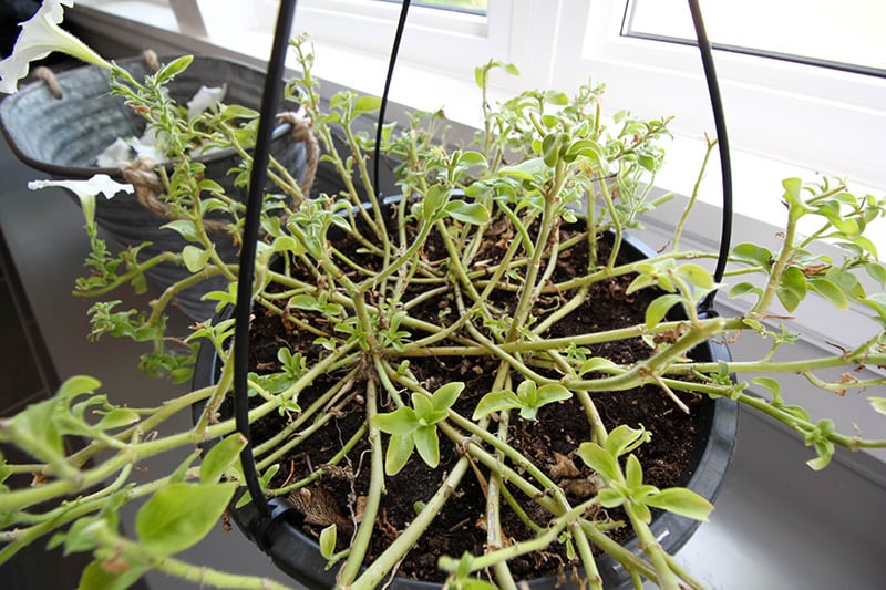 Leggy petunias in a hanging basket
