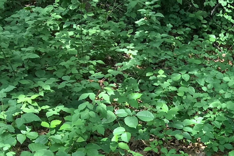 If you're going to be heading out into a forested area with lots of low-growing greenery, definitely make sure that you know how to identify poison ivy so you can protect yourself and your family.