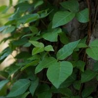 How to Identify Poison Ivy