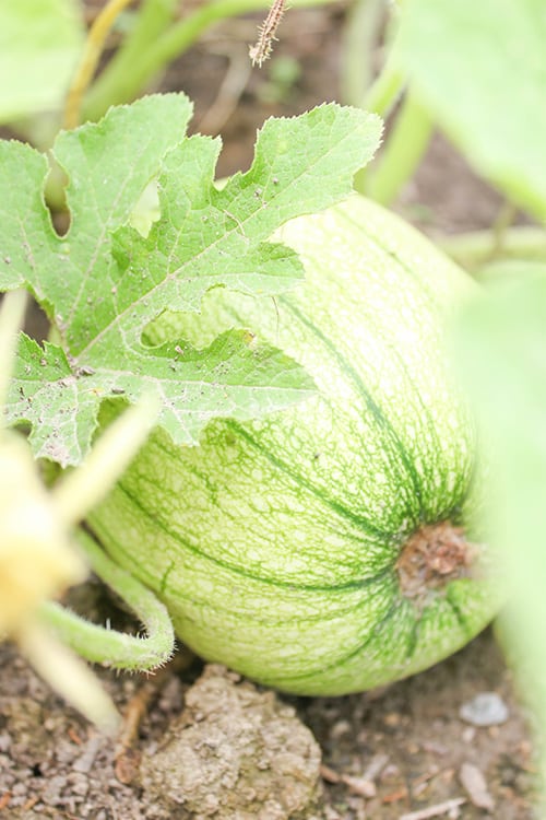 Detail shot of a green pumpkin on a young pumpkin plant.