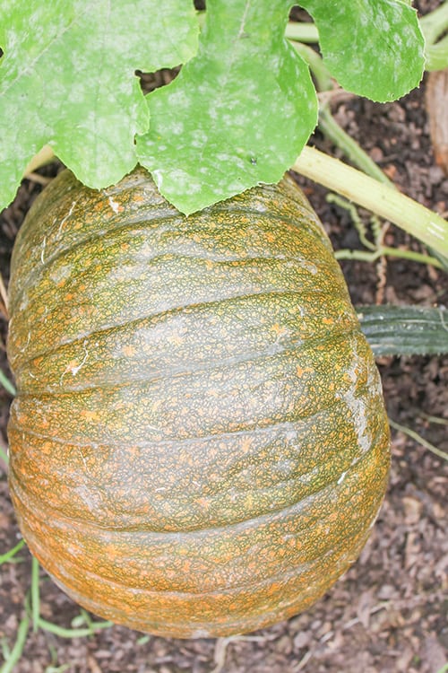 A pumpkin in our patch starting to turn orange.