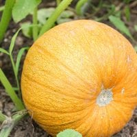 Growing Pumpkins in Your Own Pumpkin Patch