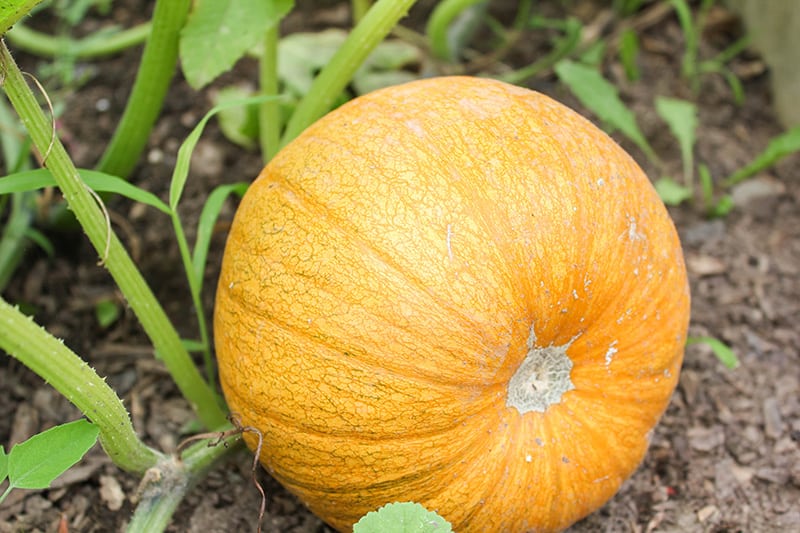 An orange pumpkin in our patch.